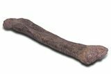 Fossil Sauropod (Camarasaurus) Femur with Metal Stand - Colorado #335471-6